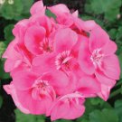 12  Fresh  Flower Seed Maverick Pink Geranium for your great garden #ABG1