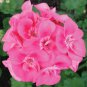 12  Fresh  Flower Seed Maverick Pink Geranium for your great garden #ABG1