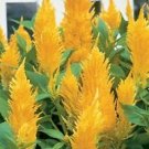 40  Fresh  Flower Seed Castle Series Yellow Celosia easy to grow #ABG1