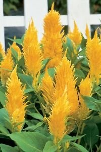 40  Fresh  Flower Seed Castle Series Yellow Celosia easy to grow #ABG1