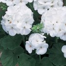 12  Fresh Flower Seed Maverick White Geranium easy to grow  #ABG1