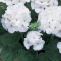 12  Fresh Flower Seed Maverick White Geranium easy to grow  #ABG1