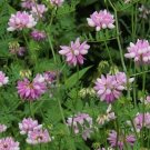 Flower Seed Penngift Crown Vetch,100 Seeds Fresh   #ABG1