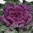 Fresh Flower Seed Ornamental Kale Red Nagoya, 40 Seeds  great for your garden  #ABG1