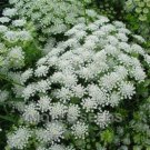 Fresh Flower Seed Graceland Ammi 40 Seeds ready to plant  #ABG1