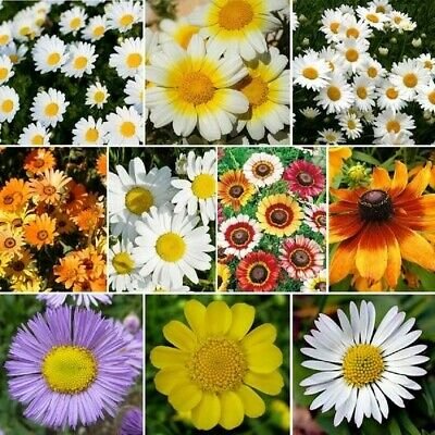 200 seeds daisy flower mix species wildflower,easy to grow #IEB1