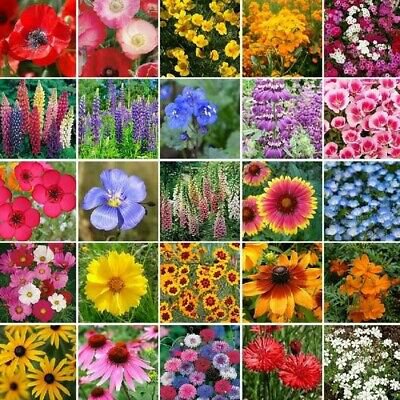 Flower seeds mix pacific northwes wildflower from 25 species,great for your garden  #IEB1