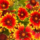 200  Flower seeds  blanket  American Native Wildflower Perennial #IEB1