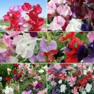 5 species widflower Sweet pea flower mix ,25 seed #IEB1