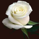 Flowers seeds rose white perennial flowers 25 seeds, easy to grow  #IEB1