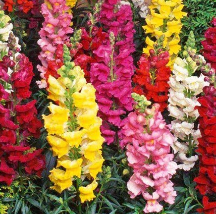 Tentra mix snapdragon 1000 seeds, great for your garden  #IEB1