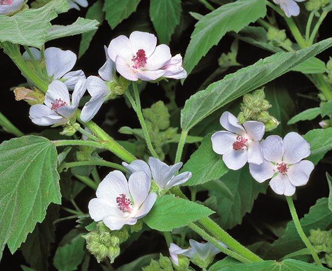 25 flower seeds marshmallow Althaea officinalis, easy to grow #IEB1