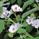 25 flower seeds marshmallow Althaea officinalis, easy to grow #IEB1