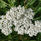 1000 flower seeds white yarrow perennial,easy to grow #IEB1
