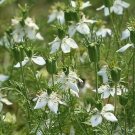 250 seeds cumin Herb Heirloom Garden, easy to grow #IEB1