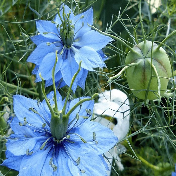 Flower seeds black cumin heirloom,100 seeds #IEB1