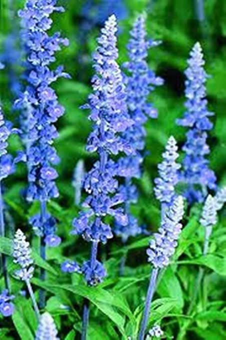Seeds Blue Sage  Salvia Officinalis 250 seeds, easy to grow  #IEB1
