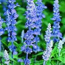 Seeds Blue Sage  Salvia Officinalis 250 seeds, easy to grow  #IEB1