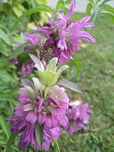 Monarda citriodoraa lemon bee balm 1000 seeds, easy to grow  #IEB1