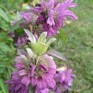 Monarda citriodoraa lemon bee balm 1000 seeds, easy to grow  #IEB1