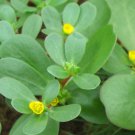 Heirloom Herb Portulaca oleracea green purslane,500  Seeds #IEB1