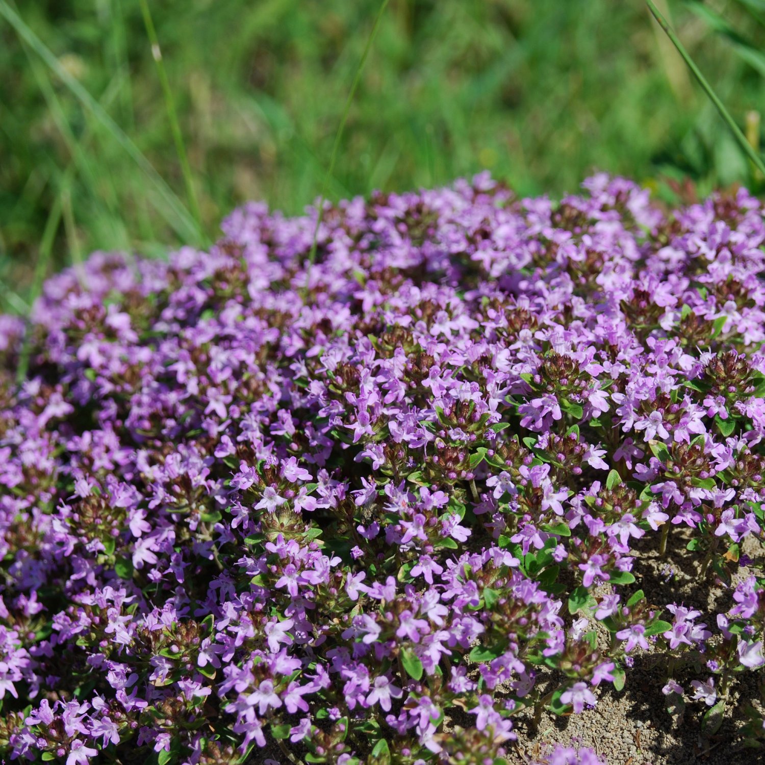 Thymus serpyllum l. тимьян ползучий