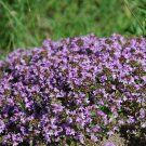 1000 flower seeds creeping thyme purple groundcover lawn, easy to grow #IEB1