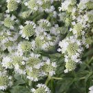 250 Seeds  Mountain  Pycnanthemum pilosum herb, easy to grow #IEB1