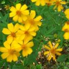 Mexican Mint Tagetes lucida Marigold Tarragon Heirloom Herb , 25 seeds #IEB1