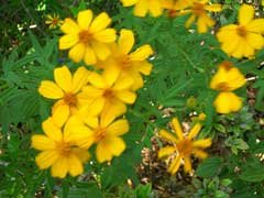 Mexican Mint Tagetes lucida Marigold Tarragon Heirloom Herb , 25 seeds #IEB1