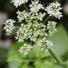 500 Seeds  Caraway  Herb Heirloom Garden seeds , great for your garden    #IEB1