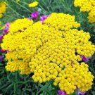 Gold yarrow  Achillea 500 flower Seeds, easy to grow #IEB1