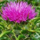 25 seeds milk thistle Herb Heirloom, easy to grow #IEB1