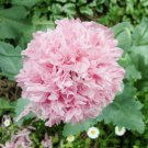 250 Seeds Poppy Peony   Pale Rose, great tto your garden #IEB1