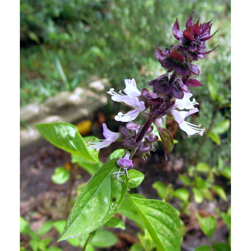 600  flower Seeds  Cinnamon Basil  Heirloom Pesto #IEB1
