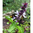 600  flower Seeds  Cinnamon Basil  Heirloom Pesto #IEB1