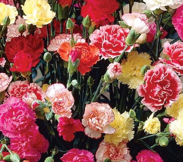 Carnation Dianthus Chabaud Mix  100 seeds, easy  to grow   #IEB1