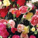 Carnation Dianthus Chabaud Mix  100 seeds, easy  to grow   #IEB1