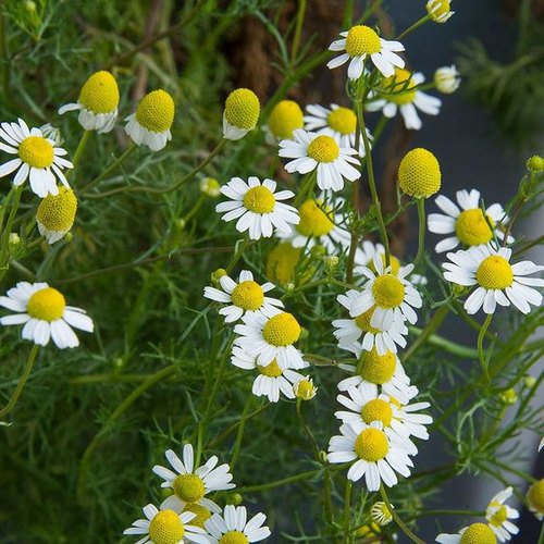 Flower  seeds German Chamomile 3,000 Seeds   #IEB1
