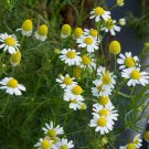 Flower  seeds German Chamomile 3,000 Seeds   #IEB1