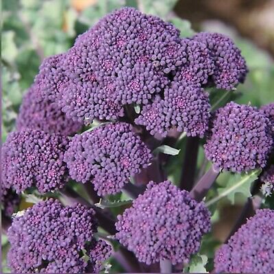 Early Purple Sprouting Broccoli Heirloom  100 Seeds, easy to grow #IEB1