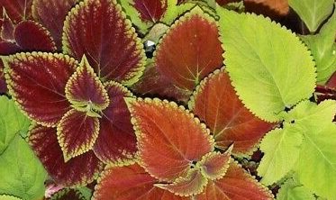 Coleus  Rainbow Mixed, 100 Seeds  #IEB1