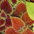 Coleus  Rainbow Mixed, 100 Seeds  #IEB1