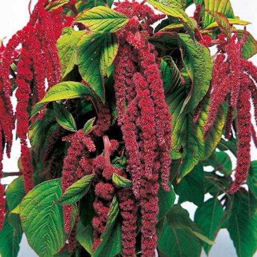 2,000 Seeds  Love Lies Bleeding  Amaranthus   #IEB1