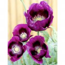 Flower seeds Poppy  Laurens Grape  300 seeds, easy to grow  #IEB1