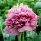 flower seeds Poppy  Violetta Blush Papaver  250  Seeds   #IEB1