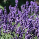 600 seeds Lavender Seeds Lavandula Angustifo  #IEB1