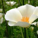 flower seeds 500  California Poppy  White Linen Eschscholzia     #IEB1