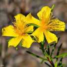 500 Seeds  St. Johns Wort  Garden Herb Herbal , easy to grow #IEB1