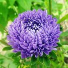 75 Aster Seeds  Semi dwarf Jewelaster Purplecallistephus, easy to grow   #IEB1
